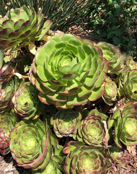 Succulent plantings