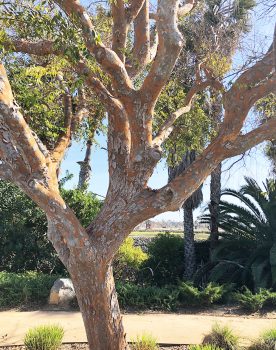 Tree along the walking path